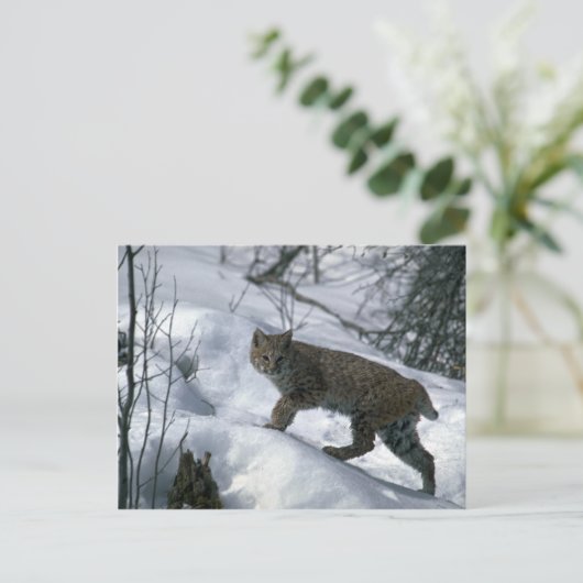 Bobcat op sneeuw briefkaart (Staand voorkant)