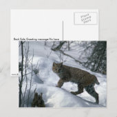 Bobcat op sneeuw briefkaart (Voorkant / Achterkant)