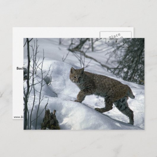 Bobcat op sneeuw briefkaart (Voorkant / Achterkant)