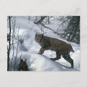 Bobcat op sneeuw briefkaart