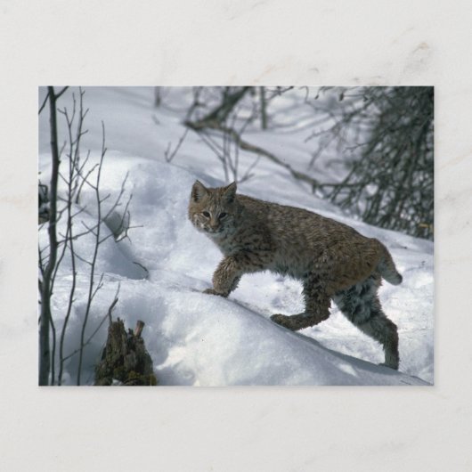 Bobcat op sneeuw briefkaart (Voorkant)
