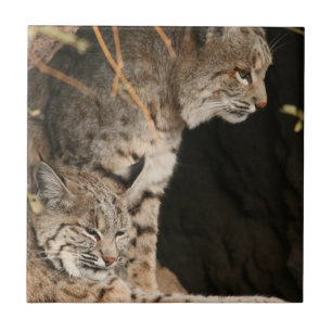Bobcat Photo Tile Tegeltje