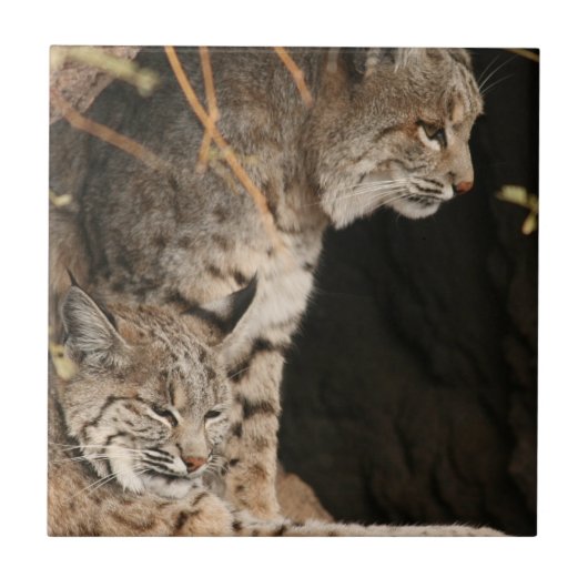 Bobcat Photo Tile Tegeltje (Voorkant)
