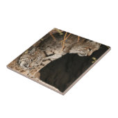 Bobcat Photo Tile Tegeltje (Zijkant)
