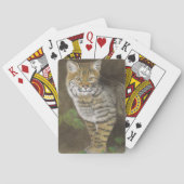 Bobcat Pokerkaarten (Achterkant)
