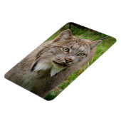 Bobcat Portrait Magneet (Linkerzijde)