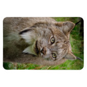 Bobcat Portrait Magneet (Horizontaal)