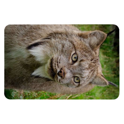Bobcat Portrait Magneet (Horizontaal)