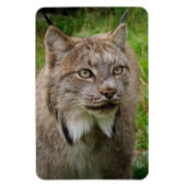 Bobcat Portrait Magneet (Verticaal)
