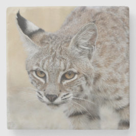 Bobcat Portrait Stone Onderzetter