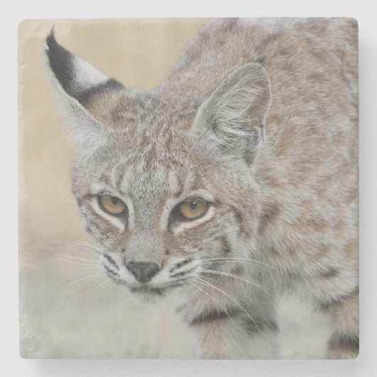 Bobcat Portrait Stone Onderzetter (Voorkant)