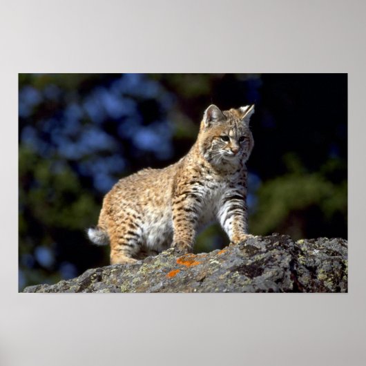 Bobcat Poster (Voorkant)