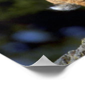 Bobcat Poster (Hoek)