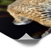 Bobcat Poster (Hoek)