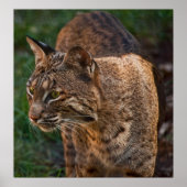 BobCat Poster (Voorkant)
