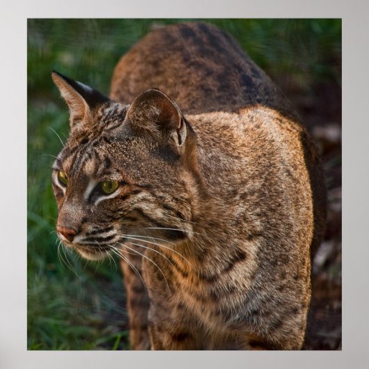 BobCat Poster (Voorkant)