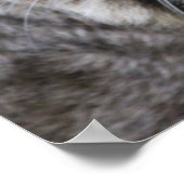 Bobcat-Poster Poster (Hoek)