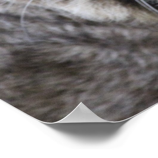 Bobcat-Poster Poster (Hoek)