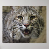 Bobcat-Poster Poster (Voorkant)