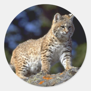 Bobcat Ronde Sticker
