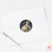 Bobcat Ronde Sticker (Envelop)