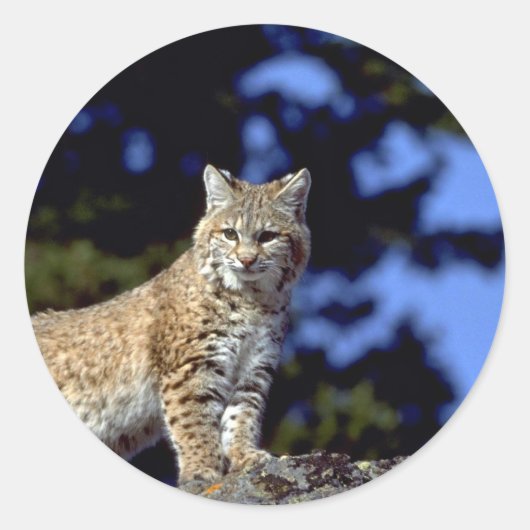 Bobcat Ronde Sticker (Voorkant)