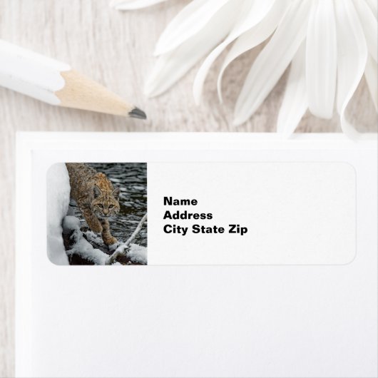 Bobcat Snow Water Foto Etiket (Insitu)