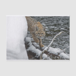 Bobcat Snow Water Foto Tissuepapier