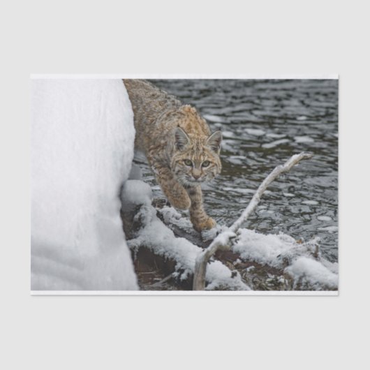 Bobcat Snow Water Foto Tissuepapier (Voorkant)