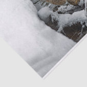 Bobcat Snow Water Foto Tissuepapier (Detail)