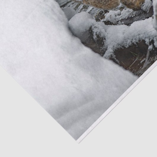 Bobcat Snow Water Foto Tissuepapier (Detail)