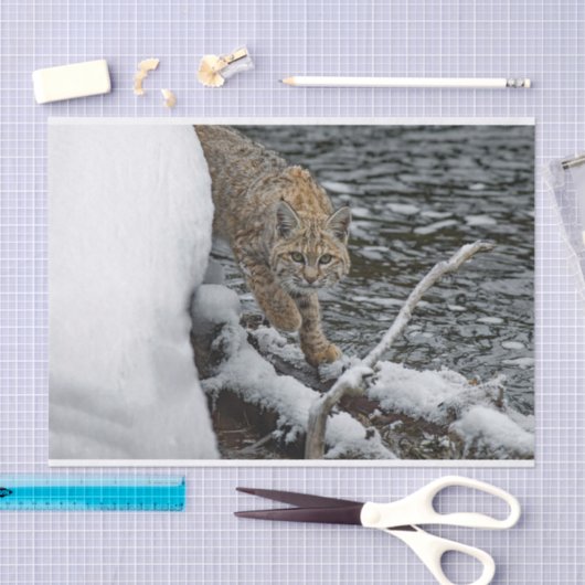 Bobcat Snow Water Foto Tissuepapier (Craft)