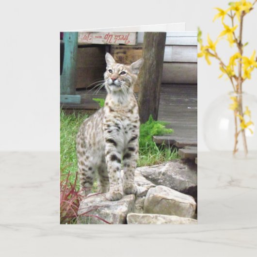 Bobcat-Wenskaart Kaart (Gele Bloem)