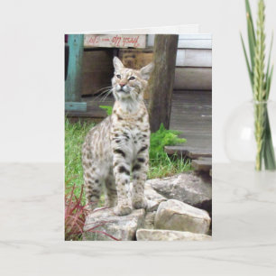 Bobcat-Wenskaart Kaart