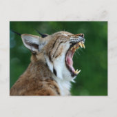 Bobcat Yawning Briefkaart (Voorkant)