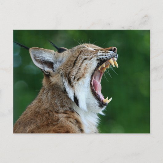 Bobcat Yawning Briefkaart (Voorkant)