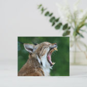 Bobcat Yawning Briefkaart (Staand voorkant)