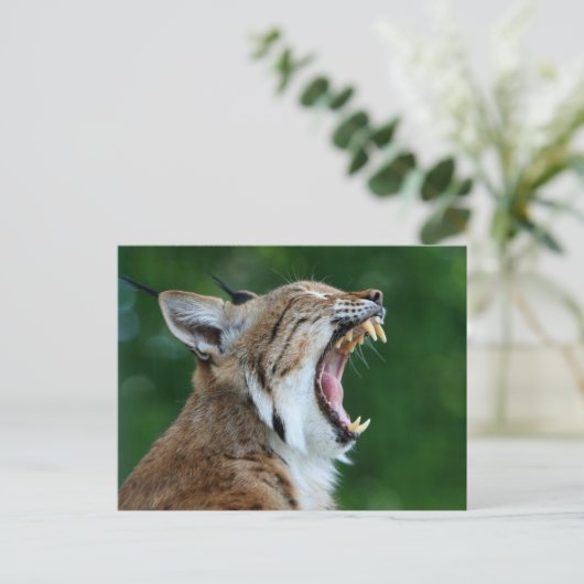 Bobcat Yawning Briefkaart (Staand voorkant)