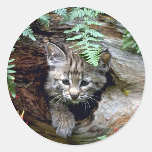 Bobcat-young kitten in holle bloemen ronde sticker (Voorkant)