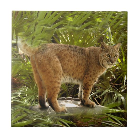 BobcatBCR004 Tegeltje (Voorkant)