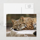 BobcatBCR018 Briefkaart (Voorkant / Achterkant)