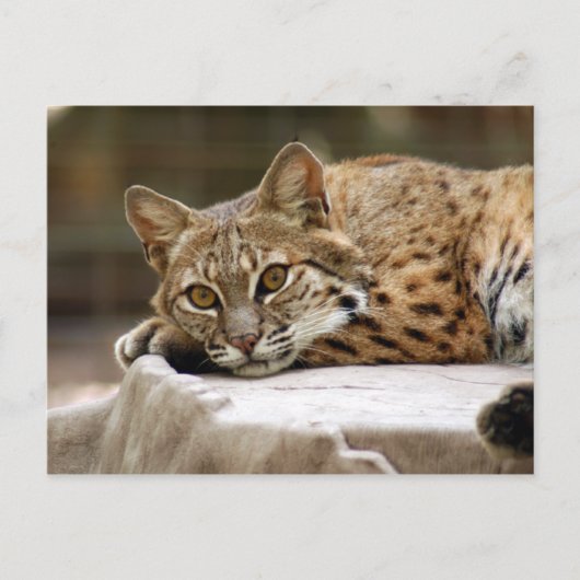 BobcatBCR018 Briefkaart (Voorkant)