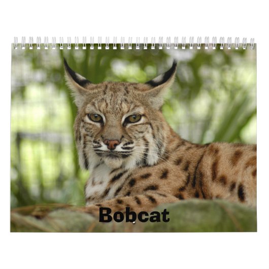 BobcatBCR031, Bobcat Kalender (Hoes)