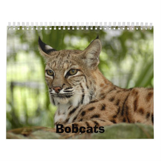 BobcatBCR032, Bobcats Kalender (Hoes)