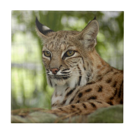 BobcatBCR032 Tegeltje (Voorkant)