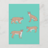 Bobcats Briefkaart (Voorkant)