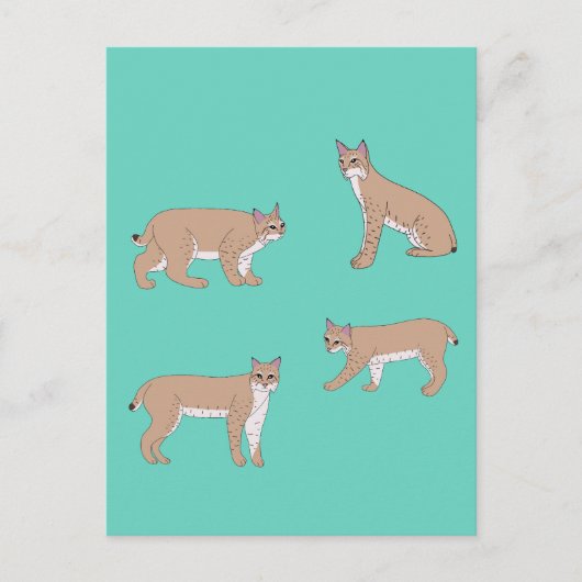 Bobcats Briefkaart (Voorkant)