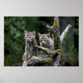 Bobcats-zomer-jonge kittens poster (Voorkant)