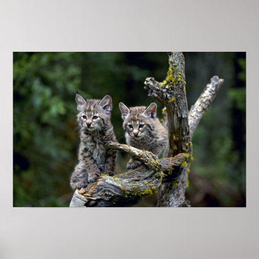 Bobcats-zomer-jonge kittens poster (Voorkant)