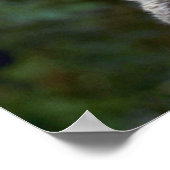 Bobcats-zomer-jonge kittens poster (Hoek)